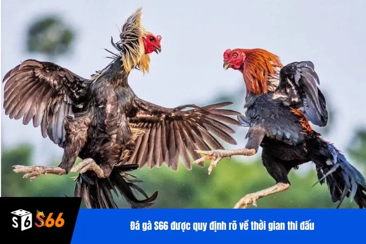 Đá gà S66 được quy định rõ về thời gian thi đấu