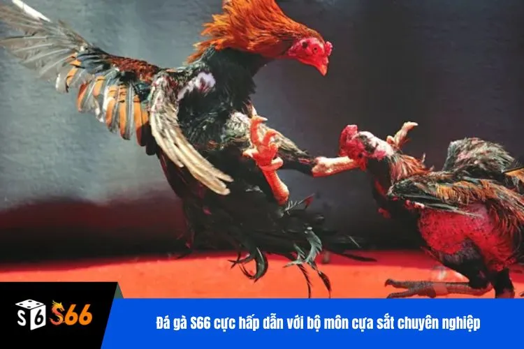 Đá gà S66 cực hấp dẫn với bộ môn cựa sắt chuyên nghiệp