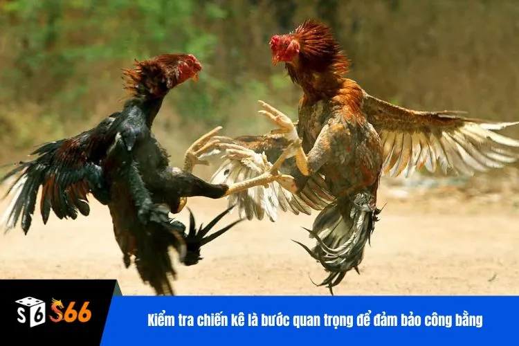 Kiểm tra chiến kê là bước quan trọng để đảm bảo công bằng